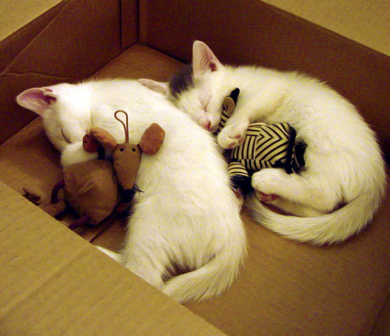 田径队康复训练效果明显，田径恢复训练一开始要做什么