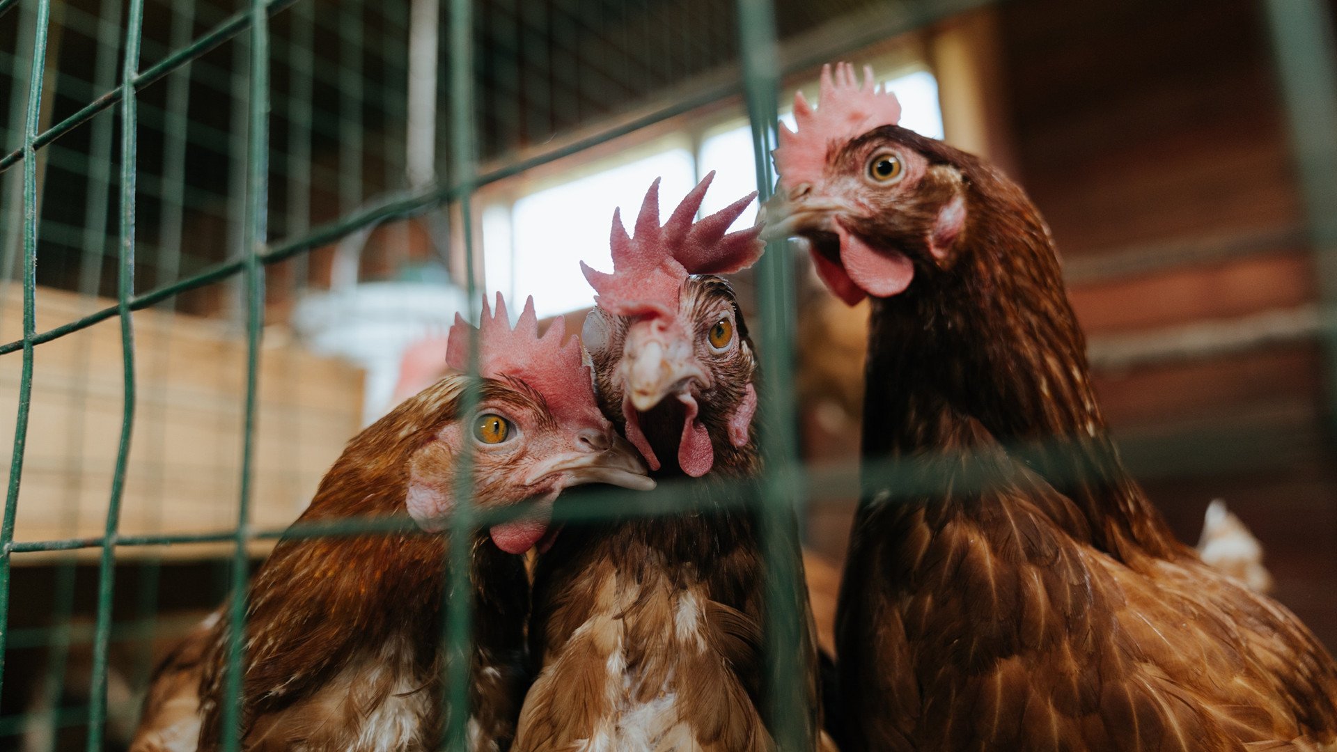 体育综艺节目邀请球员参与展现运动员多面形象与亲和力，邀请体育明星的综艺